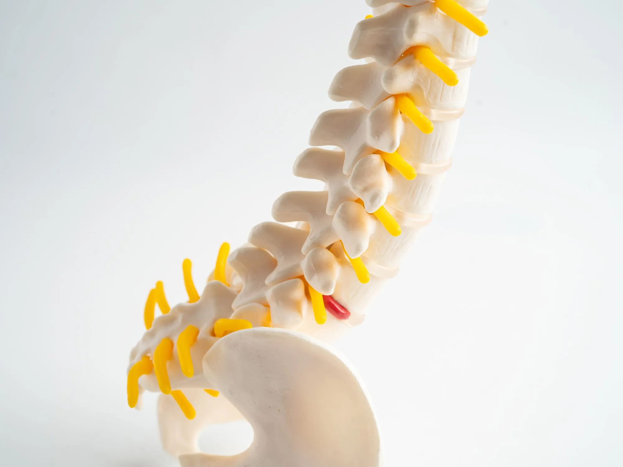 Boosting Immunity with Spinal Health
