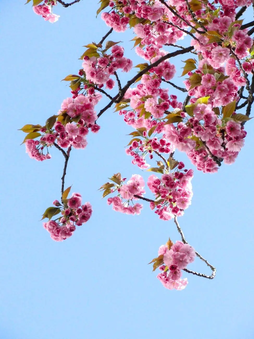 Chiropractic Care: A Spring Clean for Your Health Journey